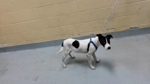 SCOOBY - Rat Terrier available for adoption