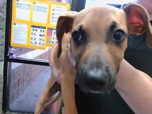 SCOOBY DOO - German Shepherd Dog available for adoption