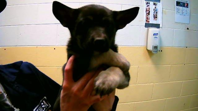 CAKE - German Shepherd Dog available for adoption