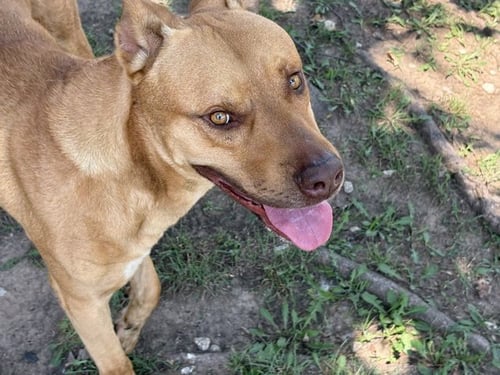 MACHO MAN - Mastiff available for adoption