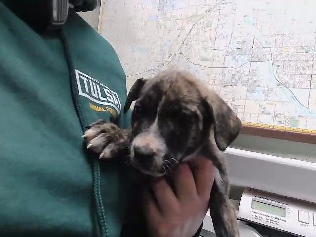 TONY - Pit Bull Terrier available for adoption