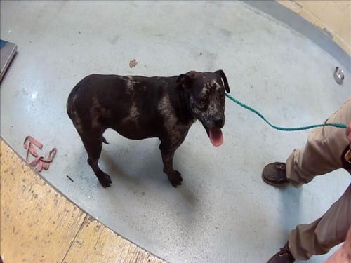 ANN - Pit Bull Terrier available for adoption