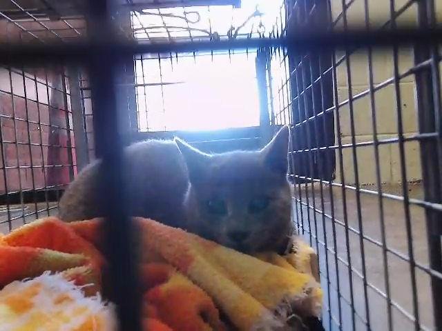 SMILEY - Domestic Short Hair available for adoption