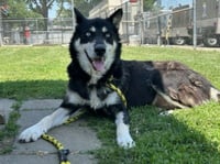 MAYA - Photo 1