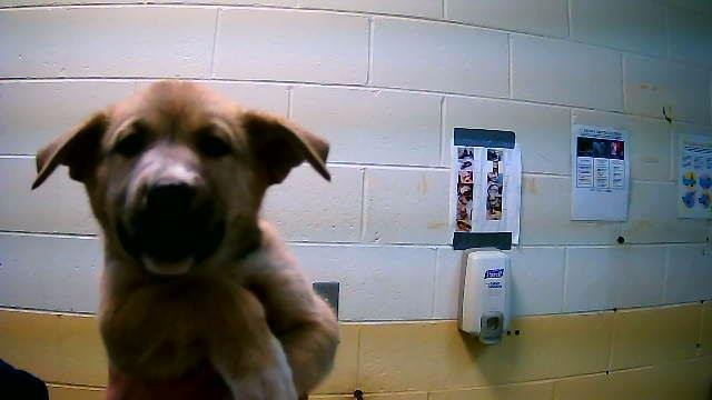 CANNOLI - German Shepherd Dog available for adoption