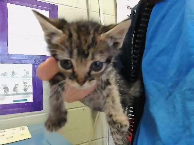 TOES - Domestic Medium Hair available for adoption