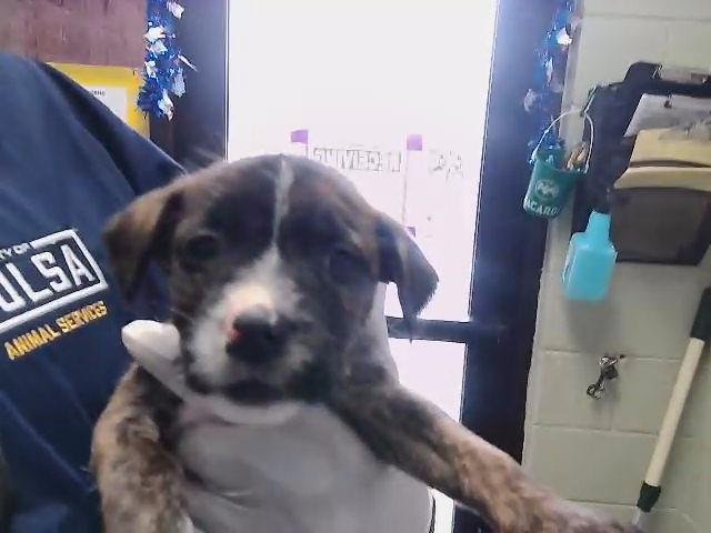 ANNA - Parson Russell Terrier available for adoption