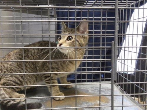 KIWI - Domestic Short Hair available for adoption