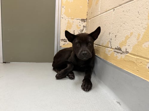 BEAM - German Shepherd Dog / Chow Chow available for adoption