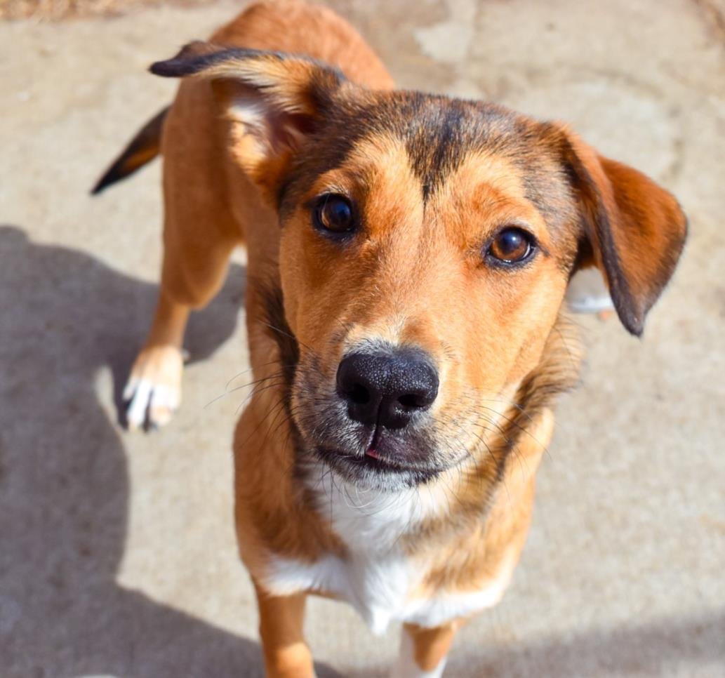 COCO - German Shepherd Dog available for adoption