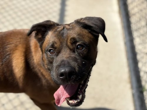ROCKY - German Shepherd Dog available for adoption