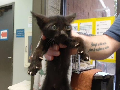 BRINKS - Domestic Short Hair available for adoption