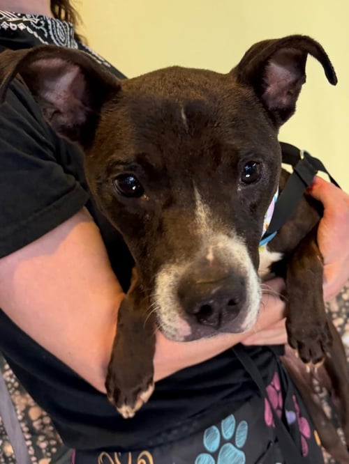 ANAYA - Pit Bull Terrier available for adoption