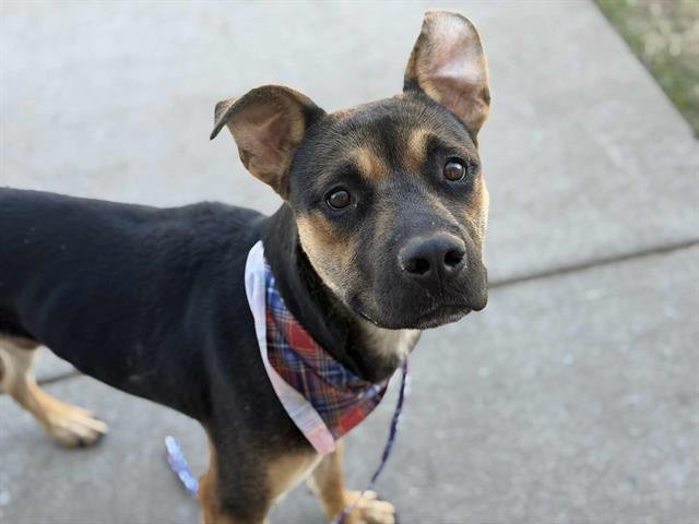 STAN - Pit Bull Terrier available for adoption