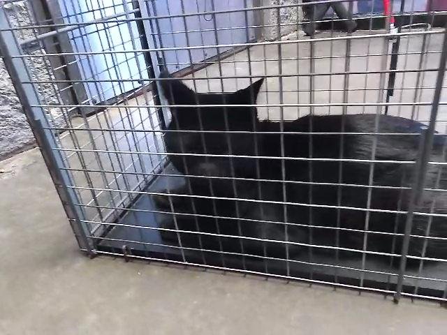 BUGGS - Domestic Short Hair available for adoption