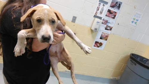 PRETTY BOY - Pit Bull Terrier available for adoption