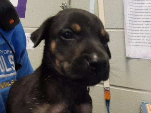 GARRY - Pit Bull Terrier available for adoption