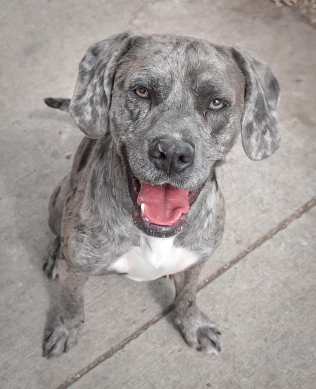 CHIEF AKA OZZIE Image