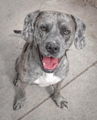 CHIEF AKA OZZIE - Photo 1