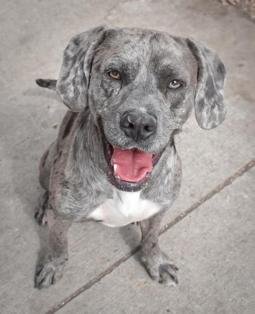 CHIEF AKA OZZIE - Catahoula Leopard Dog available for adoption
