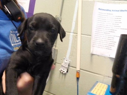 BERRY - Pit Bull Terrier available for adoption