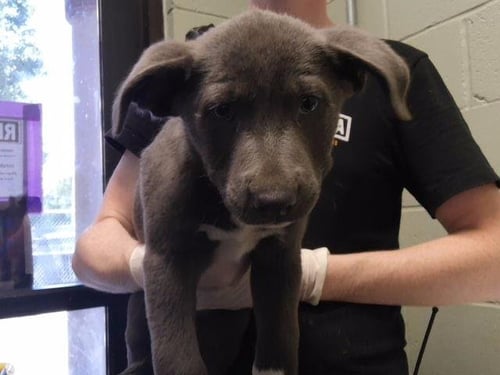 BAYO - Australian Shepherd available for adoption