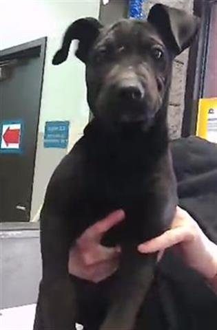 DANNY - German Shepherd Dog available for adoption