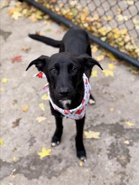 ROSCO - Labrador Retriever available for adoption