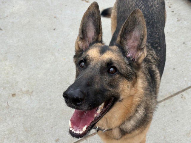 ZELDA - Belgian Shepherd Malinois / German Shepherd Dog available for adoption