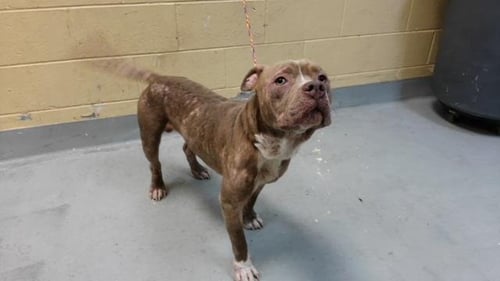 BOB - Pit Bull Terrier available for adoption
