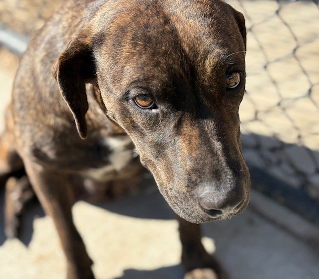 DORA - Pit Bull Terrier available for adoption