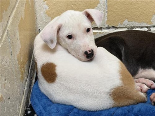 CARAMEL - Pit Bull Terrier available for adoption