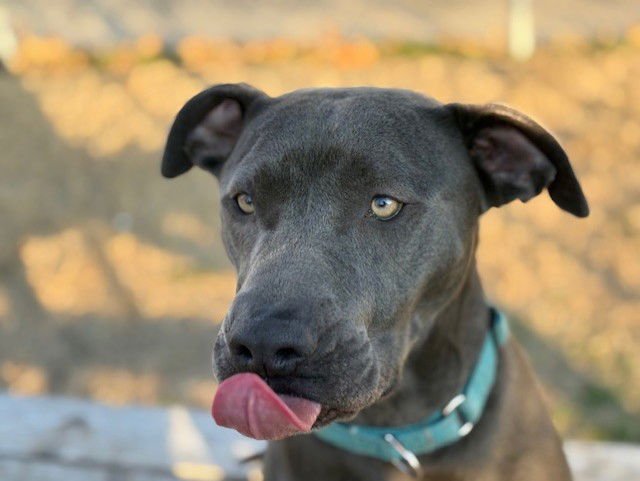 SMOKEY BEAR - Pit Bull Terrier available for adoption
