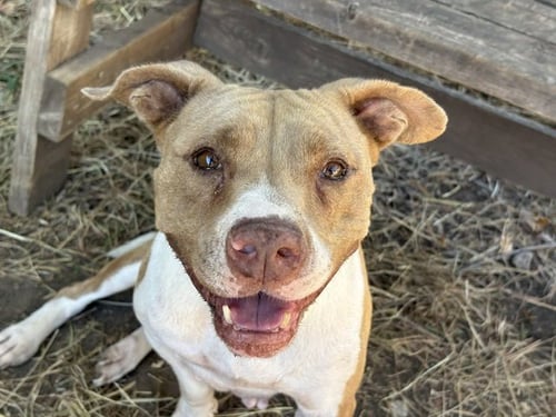 SUGAR TEA - Pit Bull Terrier available for adoption