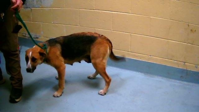 DAWN - German Shepherd Dog available for adoption