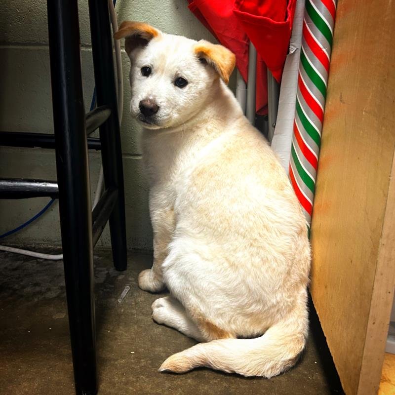 BRIOCHE - Great Pyrenees available for adoption