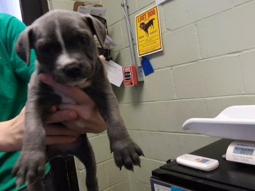 7 - Pit Bull Terrier available for adoption
