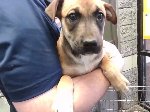 TRUDY - Labrador Retriever available for adoption