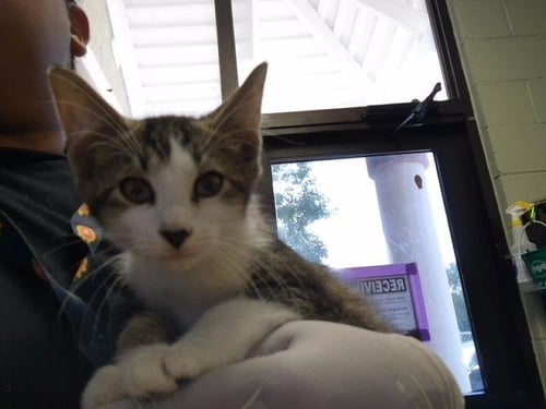 MICROWAVE - Domestic Short Hair for adoption in Broken Arrow