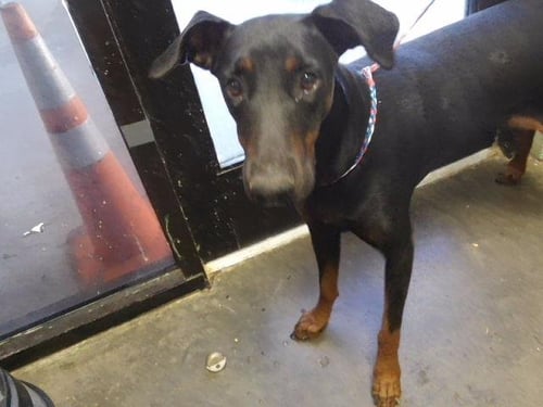 LYLA - Doberman Pinscher available for adoption