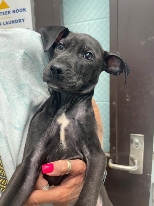 LEGGO - Pit Bull Terrier available for adoption