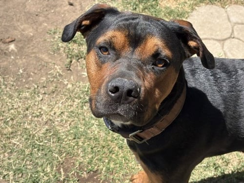 CASH - Pit Bull Terrier available for adoption