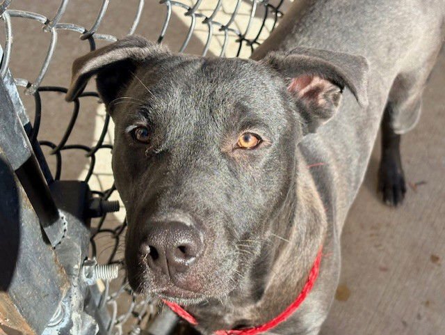 JUNIOR - Labrador Retriever available for adoption