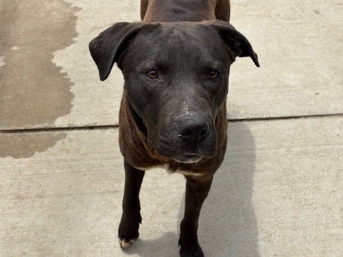 JEFF - Pit Bull Terrier available for adoption