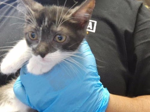 SCARLET - Domestic Short Hair available for adoption
