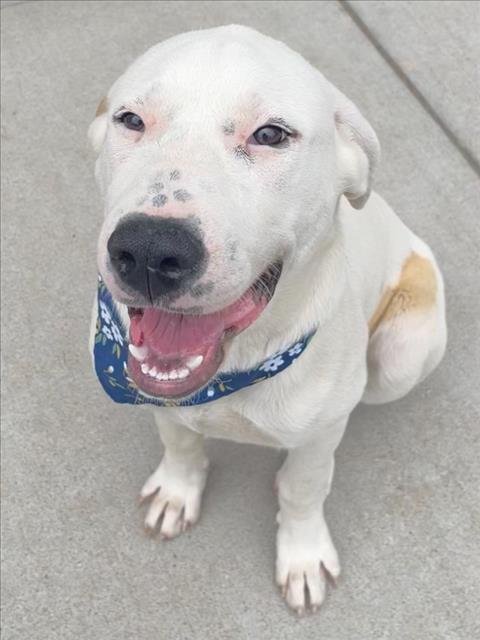 LISA - Labrador Retriever available for adoption