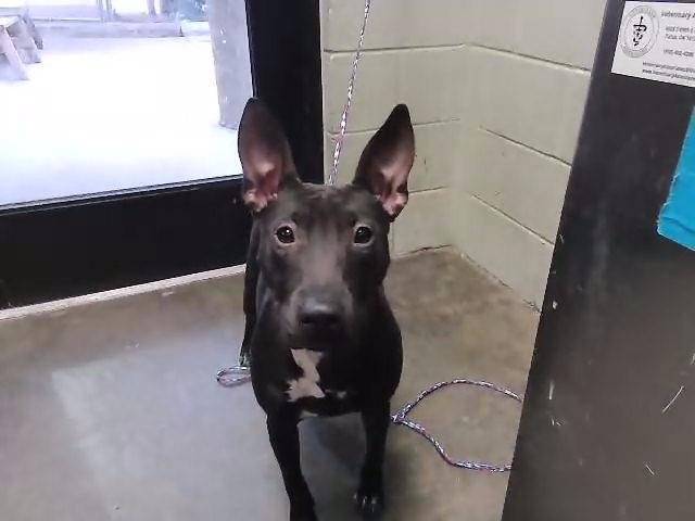 MICAH (AKA RUE) - Bull Terrier available for adoption