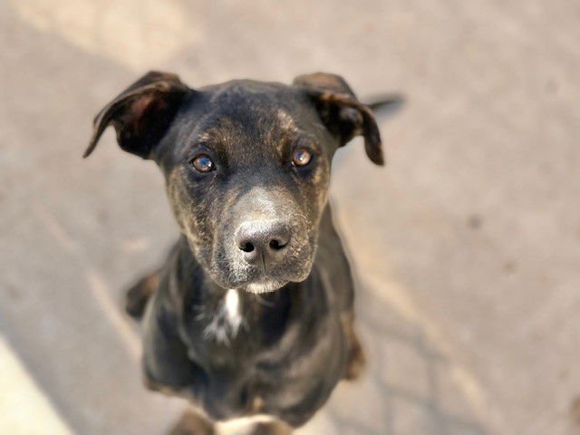 BUG - Rottweiler available for adoption