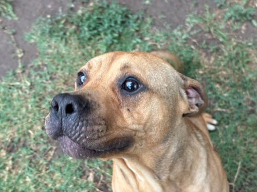 BUTTER BALL - Pit Bull Terrier available for adoption