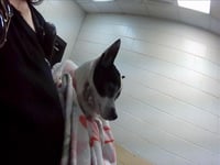 CAYENNE - Photo 1